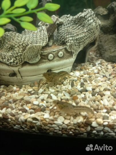 Рак мраморный