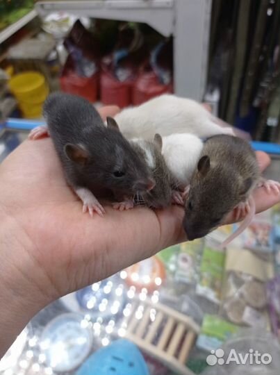 Крыса дамбо