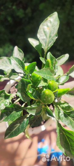 Перец комнатный острый