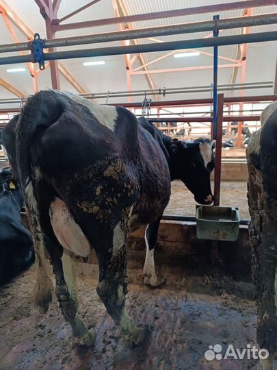 Коровы дойные холмогорские