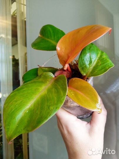 Филодендрон Блэк кардинал