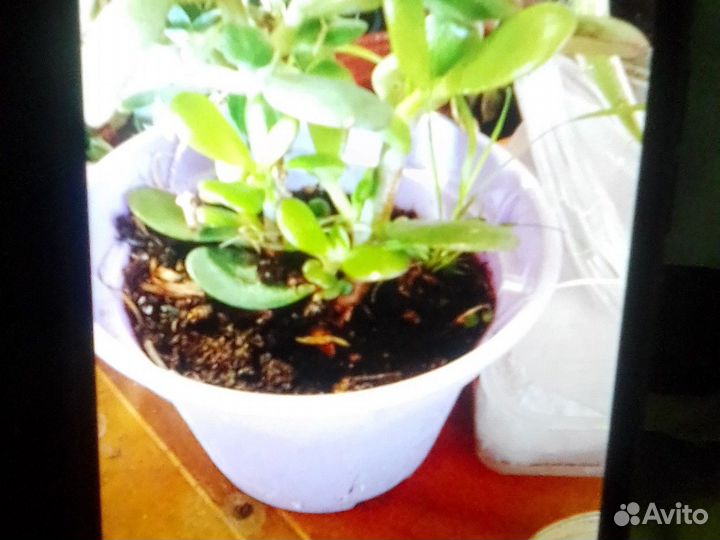 Комнатные цветы