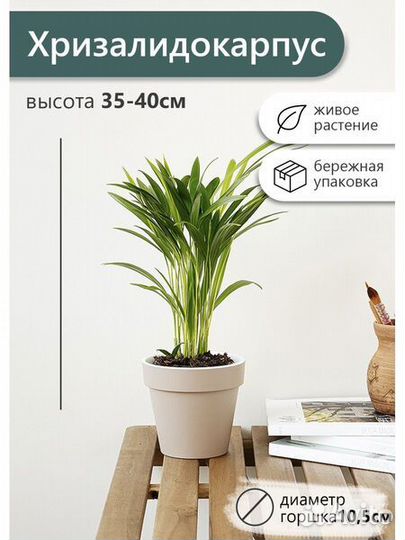 Хризалидокарпус 10 55