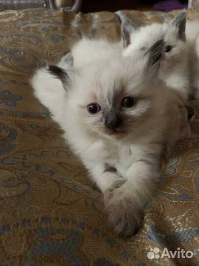 Котята рэгдолл девочки