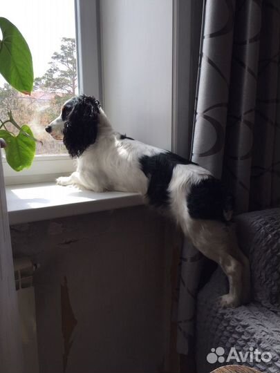 Вязка Спаниель