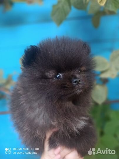 Померанский шпиц мини