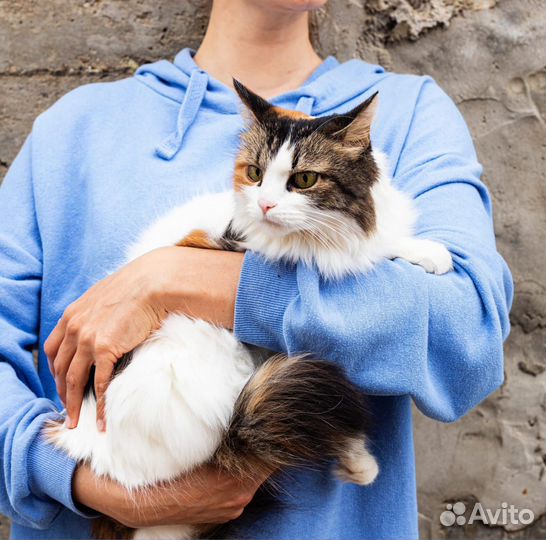 Кошечка Боня