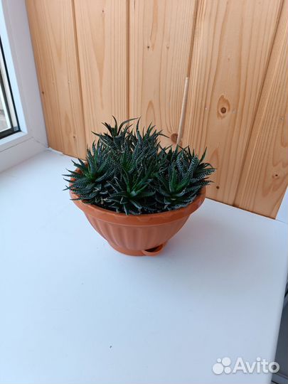 Кактусы и суккуленты