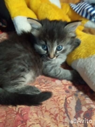Котёнка отдам