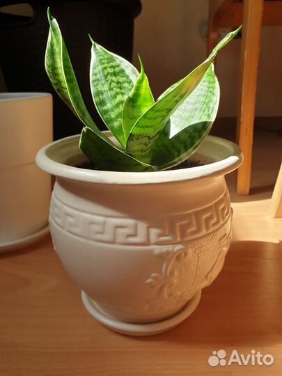 Комнатные растения. Цены в описании