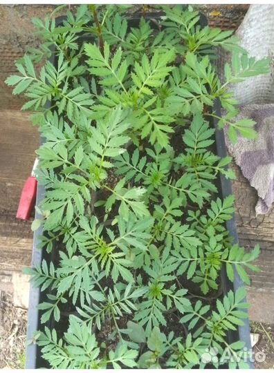 Бархатцы низкорослые