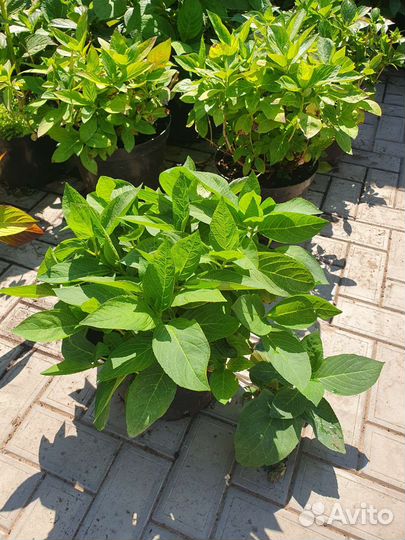 Саженцы, кустарники и многолетние цветы