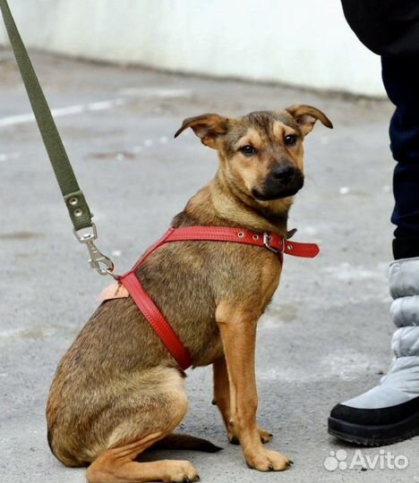 Собака для дружбы