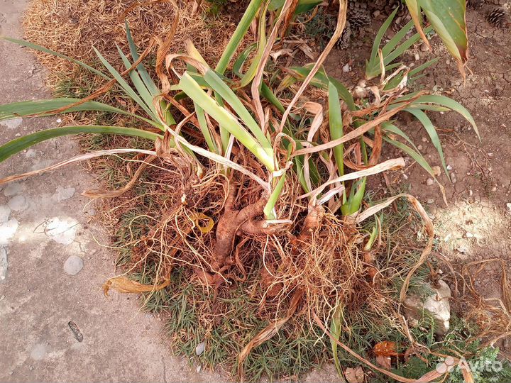 Ирисы синие