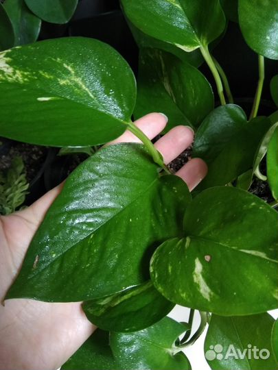 Сциндапсус эпипремнум лианы