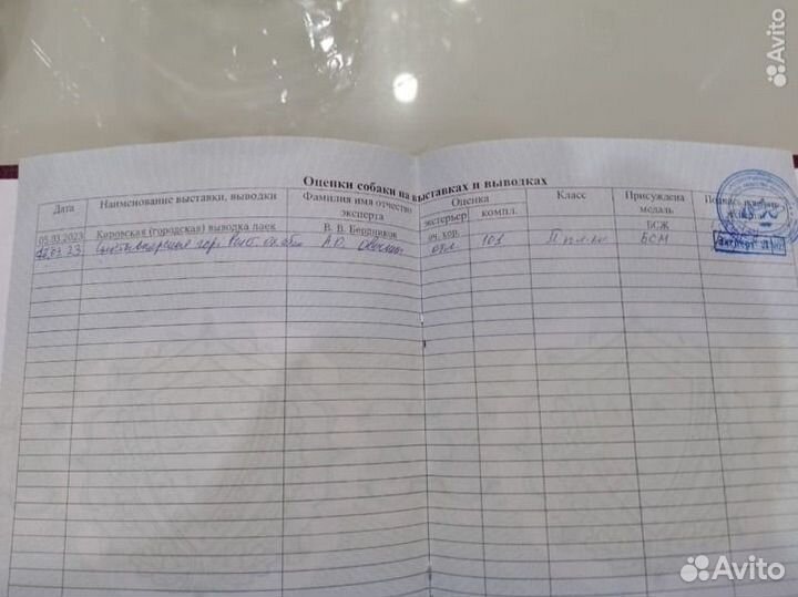 Западно сибирская лайка