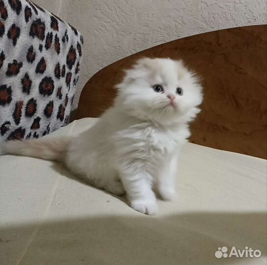 Хайленд фолд, мальчик