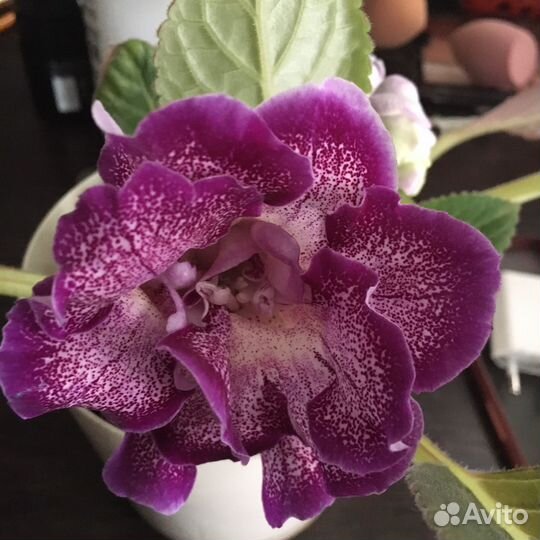 Глоксиния лист