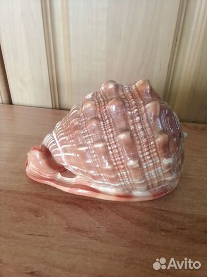 Ракушка морская большая