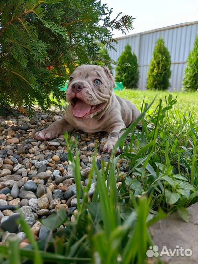 Американский булли Мерле девочка