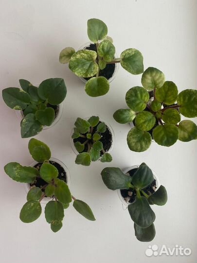 Детки сортовых фиалок в наборах