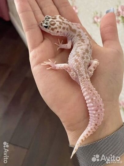 Самец эублефар