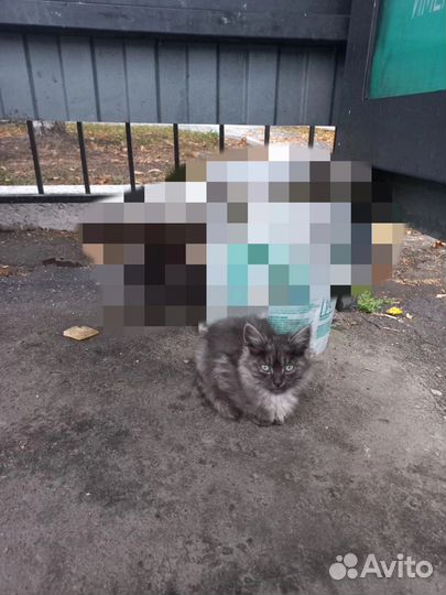 Котёнок в добрые руки бесплатно