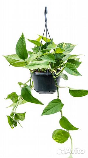 Сциндапсус золотистый и н-джой