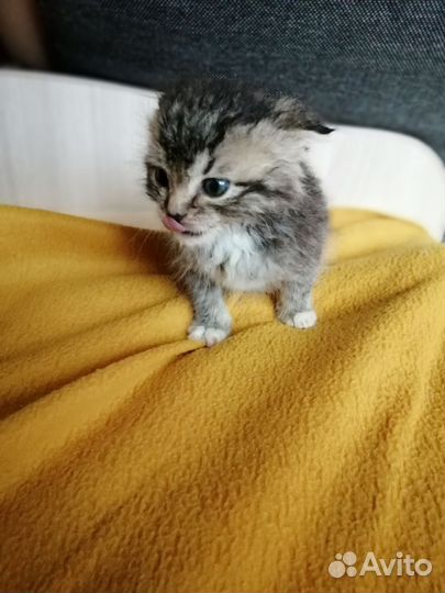 Котята в добрые руки бесплатно