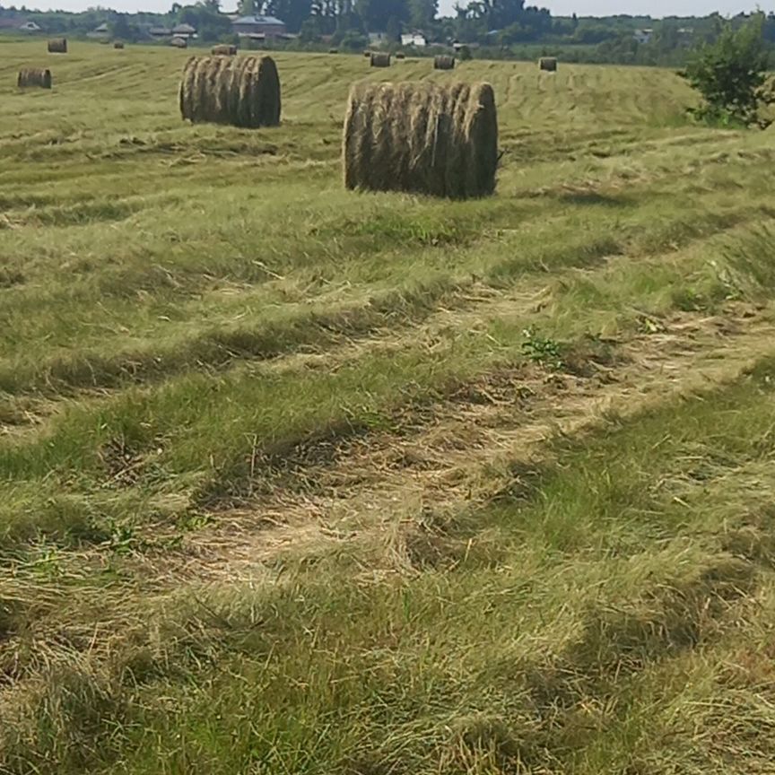 Продам сено в рулонах