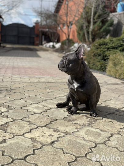Французский бульдог кобель вязка