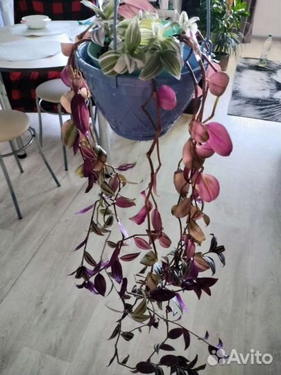 Традесканция