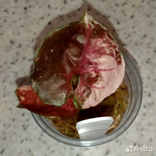 Сингониум Клубничный Лёд Galaxy