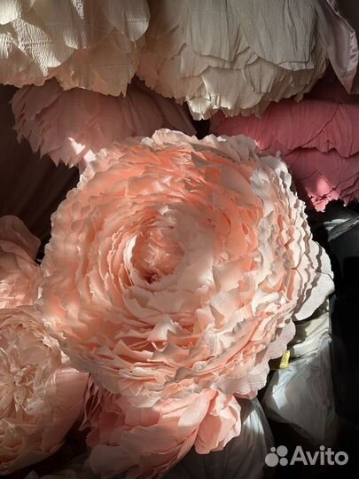 Ростовые цаеты