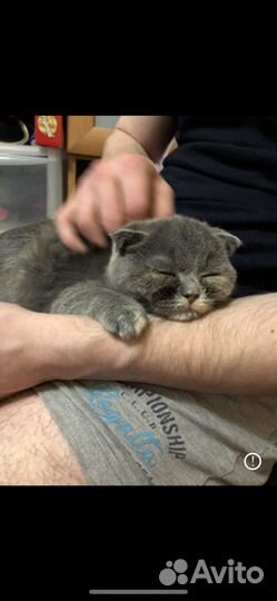 Британский кот