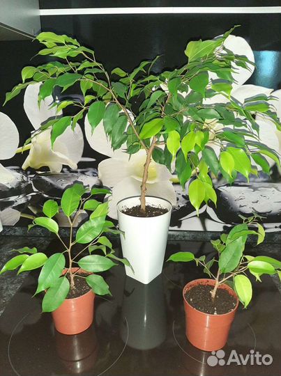 Фикус бенджамина