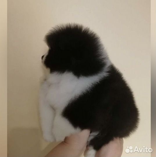 Померанский шпиц вязка