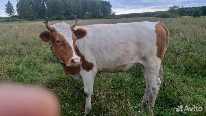 Тёлка/Корова