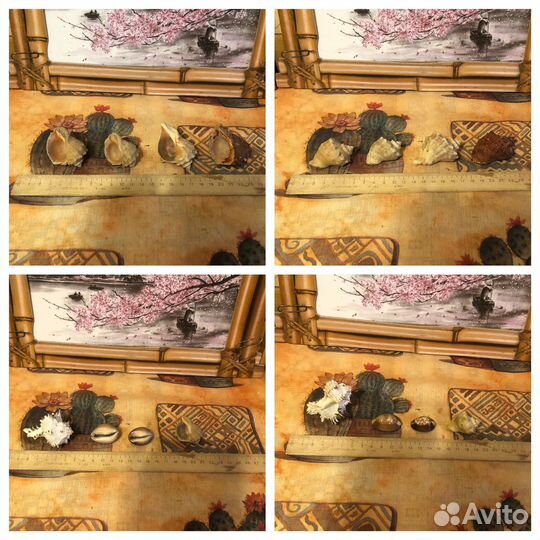 Раковины морские разные