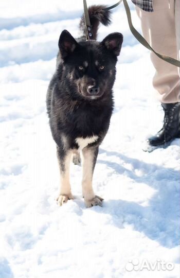 Молодой Джек