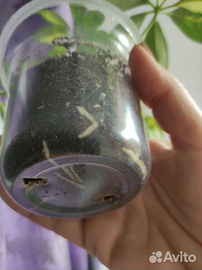 Шефлера вариегатная