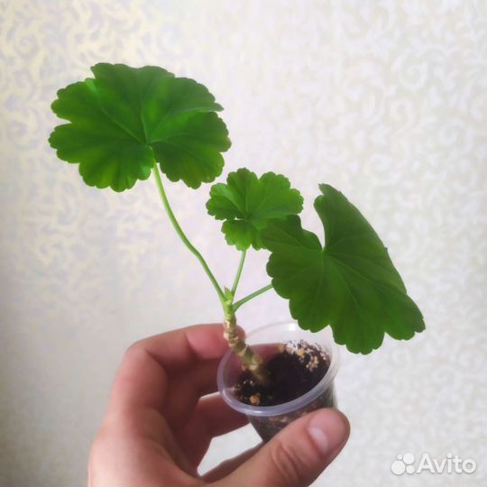 Плющ, Фуксия, Пеларгонии