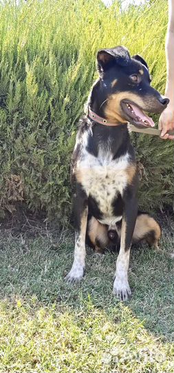 Собака улыбака