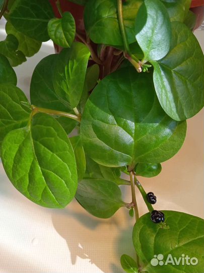 Комнатные растения