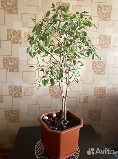 Фикус Бенджамина