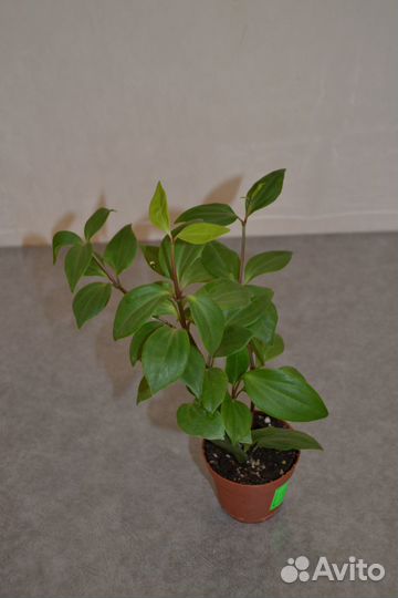 Пеперомия перескиелистная. Цветы.Растения