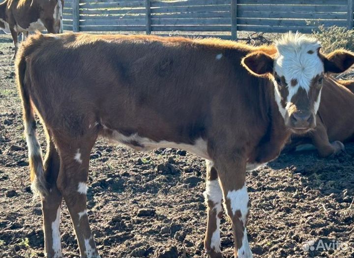 Телята телочки