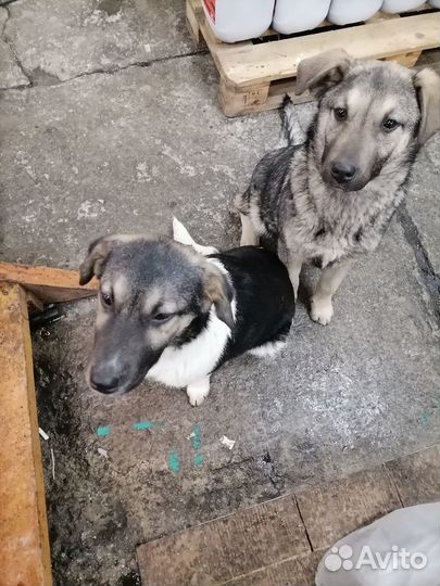 Симпотяшки ищут дом