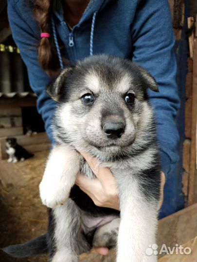 Щенки в добрые руки
