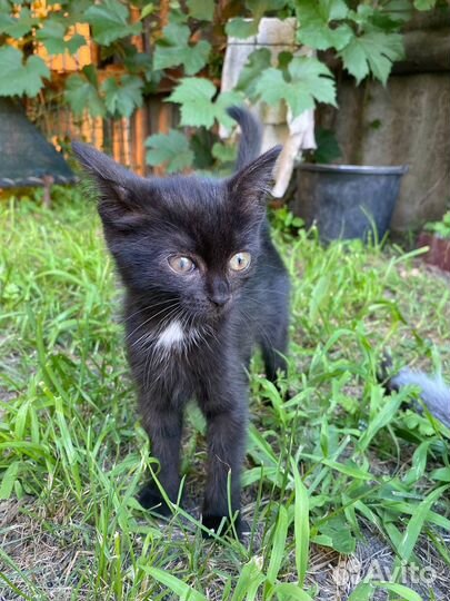 Кошка в дар